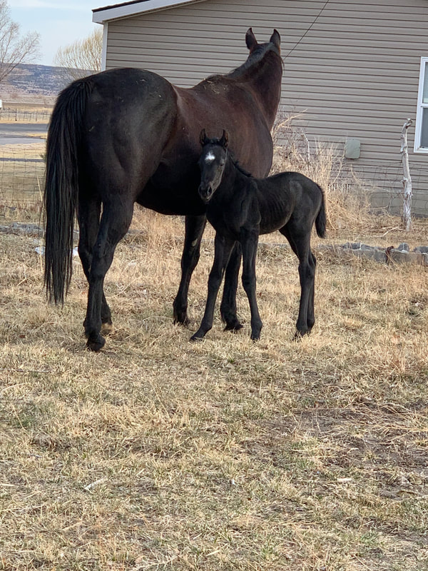 2021 Blue Roan Filly