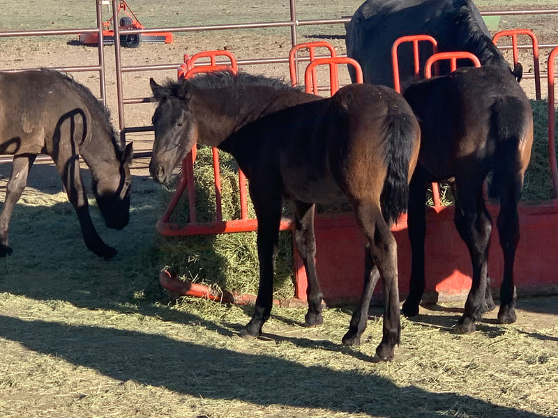 2022 Bay 1/2 Draft Filly