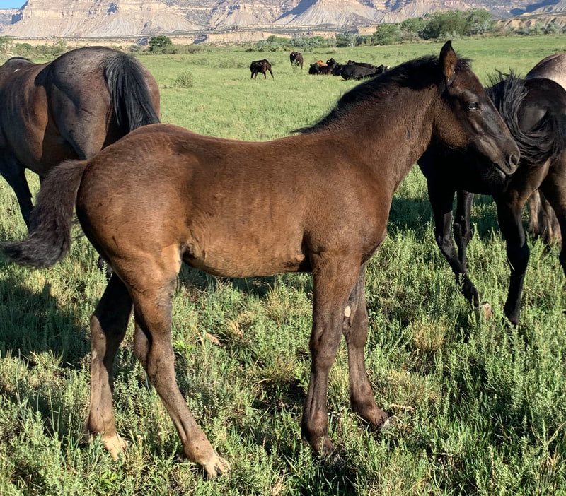 2022 Black 1/2 Draft Filly