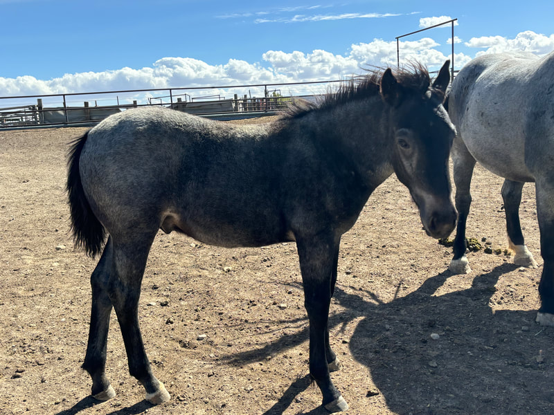 2024 Blue Roan Stud Colt - 1/2 Draft